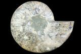 Agatized Ammonite Fossil (Half) - Agatized #88453-1